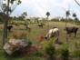 Jeep Tour "Cuba Campesina (Finca Alcalá)"