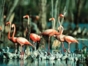Birdwatching in Cayo Coco