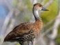 Birdwatching in Cayo Coco