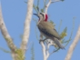 Birdwatching in Cayo Coco