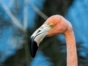 Birdwatching in Cayo Coco