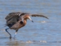 Birdwatching in Cayo Coco