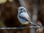 Birdwatching in Cayo Coco