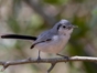 Birdwatching in Cayo Coco