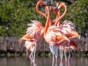 Flamenco Birdwatching in Cayo Coco