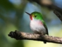 Birdwatching in Cayo Coco