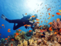 "Diving in Albacora Dive Center" Marea del Portillo Tour