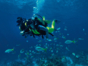 "Diving in Albacora Dive Center" Marea del Portillo Tour