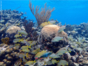 Snorkeling in the coral reff in Santa Lucia