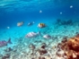Snorkeling in the coral reff in Santa Lucia