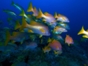 Snorkeling in the coral reff in Santa Lucia