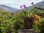 “Ride to Soroa in Old Fashion American Classic Cars” Tour