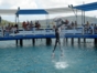 Sea lions and dolphins shows, naranjo Bay Aquarium, Holguin