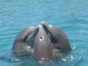 Swimming with dolphins at Bahía de Naranjo dolphinarium
