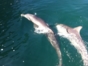 Swimming with dolphins at Bahía de Naranjo dolphinarium