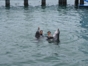 “Swimming with Dolphins in Cayo Santa María“ Tour