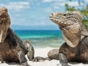 Iguanas in Cayo Rico, Cayo Largo del Sur.