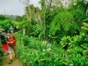 Jardín Ave del Paraiso, Santiago de Cuba.