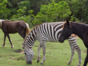 fauna cayo saetia
