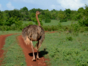 fauna cayo saetia