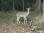 fauna cayo saetia