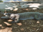 Zoocriadero de Cocodrilos Camaguey