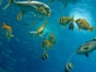 "Diving in Cayo Levisa” Tour