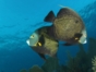 "Diving in Cayo Levisa” Tour