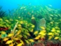 "Diving in Cayo Levisa” Tour