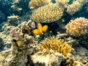 "Snorkeling from Marea del Portillo" Tour