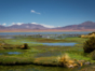 Animals in the Salar de Tara, Antofagasta region, Chile