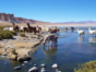 Animals in the Salar de Tara, Antofagasta region, Chile