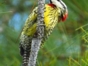 Carpintero Verde