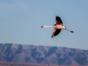 Atacama salt flat, Antofagasta region, Chile.