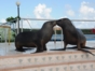 Bahía de Naranjo dolphinarium, Holguín