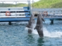 Bahía de Naranjo dolphinarium, Holguín