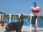 Bahía de Naranjo dolphinarium, Holguín
