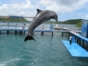 Bahía de Naranjo dolphinarium, Holguín