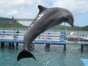 Bahía de Naranjo dolphinarium, Holguín