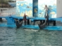 Bahía de Naranjo dolphinarium, Holguín
