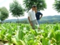Tobacco plantations, Viñales Valley