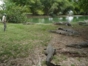 Crocodile Farm, Ciego Ávila, Spectacular Tour