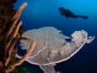 Scuba diving in Trinidad. Cuba