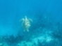 Turtles in Cayo Largo del Sur