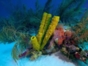 Coral reef, Cayo largo