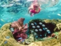 Snorkeling at the coral reef