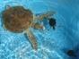 Turtles in Cayo Largo del Sur