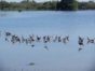 Birds in Las salinas - "Night birdwatching"