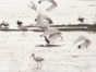 Birds in Las salinas - "Night birdwatching"