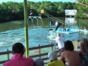 Dolphin Experience in Varadero
